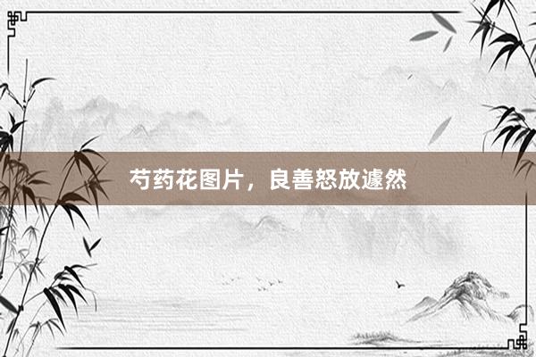芍药花图片,良善怒放遽然